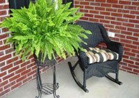 Boston Fern