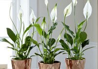 Peace Lily