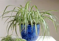 Spider Plant